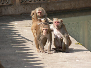 Group of monkeys on the ramparts of Agra Fort with shadows of crenels beside them