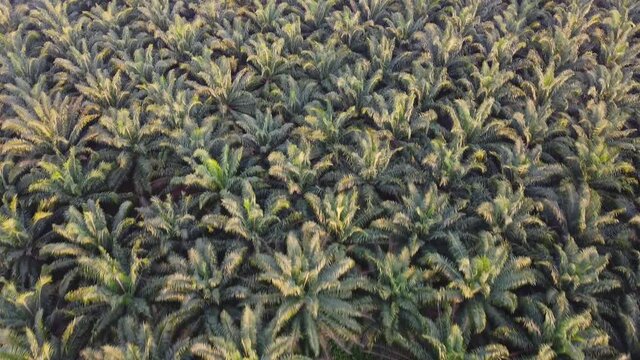 aerial view of palm plantation at shah alam malaysia