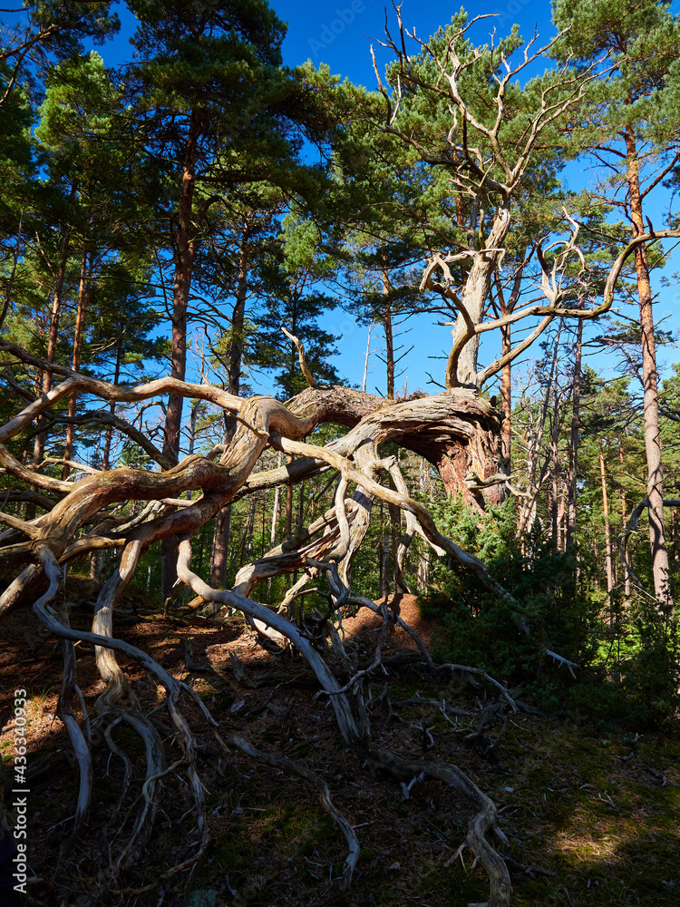 Canvas Prints Mystischer Darßer Urwald, Nationalpark Vorpommersche Boddenlandschaft, Mecklenburg Vorpommern, Deutschland