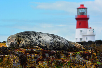 The seal and the lighthouse