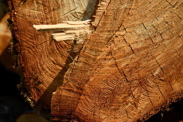 Cross section of tree trunk, sawn wood. Cross sectional cut end of log showing the pattern and texture created by the growth rings. Wooden structure - obrazy, fototapety, plakaty
