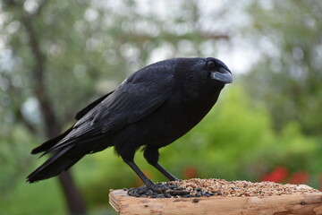 A crow at the feeder