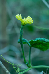 Vegetable garden called Jinge or Ridge Gourd great flower and food