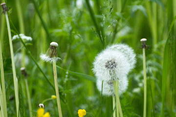 white dandelions on a background of green nature © Paulina