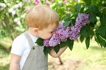 Cute little blonde hair boy enjoying lilac flowers bush in blooming garden, springtime. Seasonal kid allergy