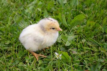 Healthy young chick on green grass.