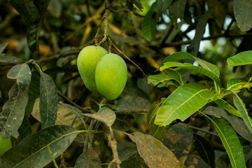 Two raw green mango and when it ripe it is very sweet