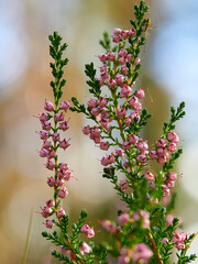 Besenheide, Calluna vulgaris
