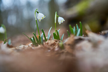 Märzenbecher, Frühlings-Knotenblume, Leucojum vernum
