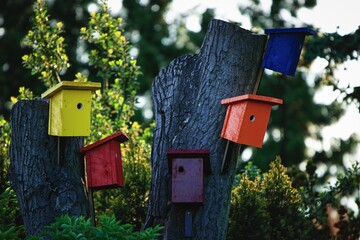 Colorful birdhouses hanging on a tree