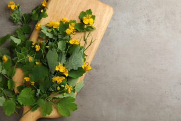 Celandine with beautiful yellow flowers on grey table, flat lay. Space for text