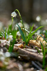 Märzenbecher, Frühlings-Knotenblume, Leucojum vernum