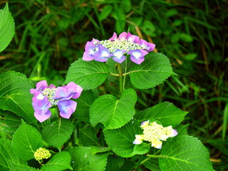 木漏れ日の中に咲くピンクとムラサキの額紫陽花