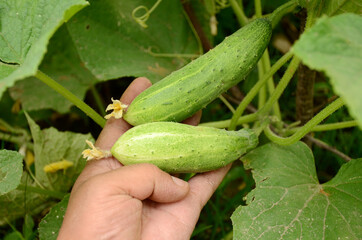 the pair of green ripe cucumber with hand and vine in the farm.