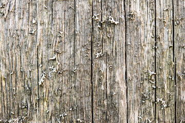 Old cracked wood with knots and cracks, close up view