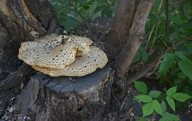 Spotted mushroom toadstool on a stump in the summer in the park
