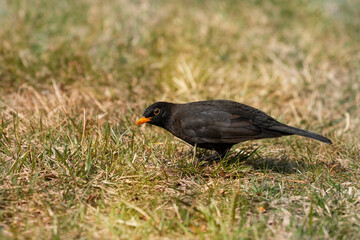 The common blackbird (Turdus merula)  in the meadow in search of insects. The Eurasian blackbird is a species of true thrush. Place for text.