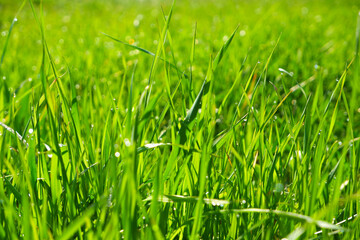 Green grass, close-up. Natural background. Green, juicy grass with dew drops in the rays of the bright sun, blurred background.