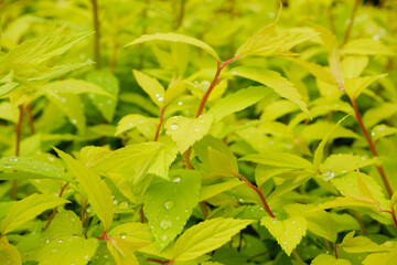 Foliage background. Bright green fresh leaves with water droplets. Natural background.