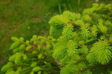 Young, juicy, green shoots on a coniferous tree close-up. The evergreen spruce tree grows intensively in the spring. Narural background in green colors.