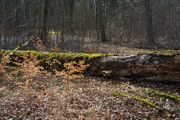 Auwald und Hartholzaue im Frühjahr, Landkreis Schweinfurt, Unterfranken, Franken, Bayern, Deutschland