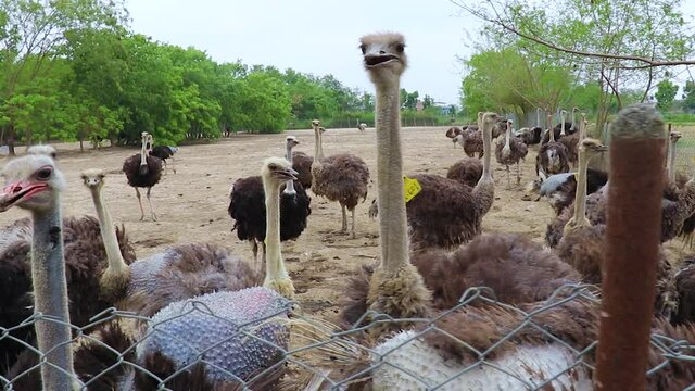 Beautiful ostrich at farm in Nepal