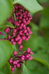 close up of a flower
