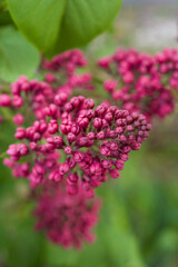 close up of pink flowers