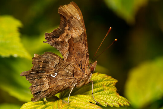 Comma butterfly (Polygonia c-album)  on raspberry leaf, close-up. Place for text