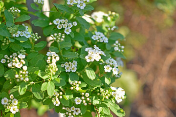 Spiraea vanhouttei (Latin: Spiraea vanhouttei) is a deciduous ornamental shrub of the Rosaceae family.