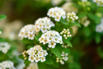 Spiraea vanhouttei (Latin: Spiraea vanhouttei) is a deciduous ornamental shrub of the Rosaceae family.