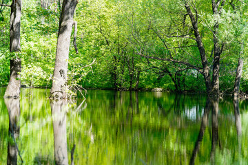 trees grow in flooded or swampy soil reflected in the water, summer daylight