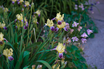 Aquilegia vulgaris (Latin: Aquilégia vulgáris) is a perennial herbaceous plant, a species of the genus Aquilegia in the Buttercup family (Ranunculaceae)
