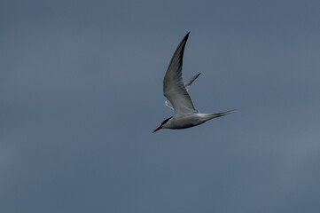 Vogel im Flug
