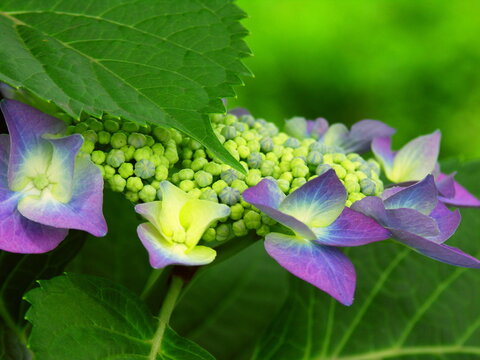 1 931 Best 額紫陽花 Images Stock Photos Vectors Adobe Stock 1 931 Best 額紫陽花 Images Stock Photos Vectors Adobe Stock