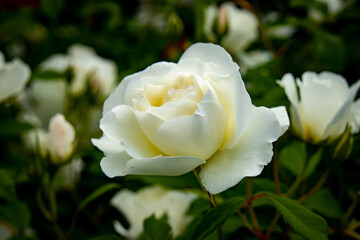 white rose flower