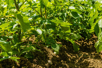 Healthy young potato plants in an organic garden. Young Potato Plant Growing On The Soil.