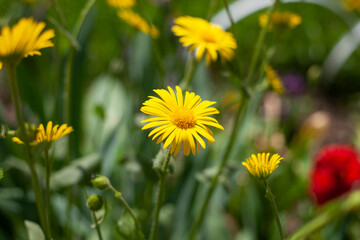 Flowers in the flowerbed. Garden plant.