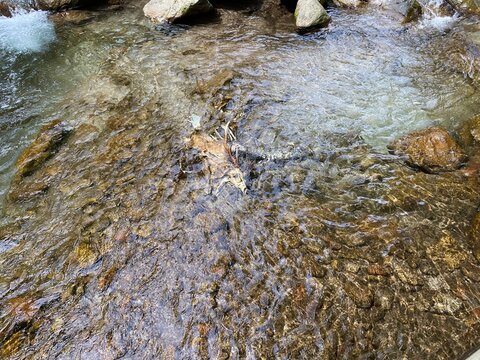 死んだ鹿の骨（川の中）/The skeleton of a dead deer lies  in the river.