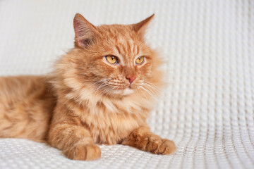 a red fluffy cat lies on a light blanket