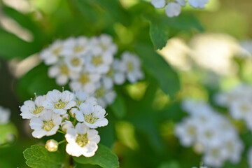 Spiraea vanhouttei (Latin: Spiraea vanhouttei) is a deciduous ornamental shrub of the Rosaceae family.