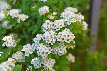 Spiraea vanhouttei (Latin: Spiraea vanhouttei) is a deciduous ornamental shrub of the Rosaceae family.
