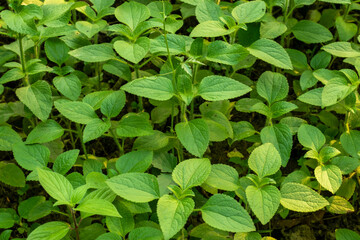 Hairy galinsoga is a wild flowering plant in the family Asteraceae