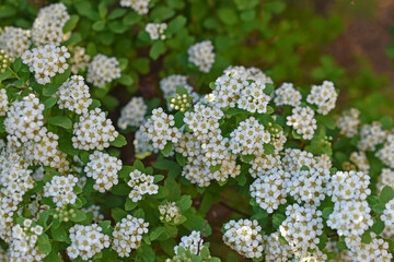 Spiraea vanhouttei (Latin: Spiraea vanhouttei) is a deciduous ornamental shrub of the Rosaceae family.