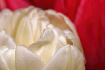 Red and white Tulip flowers in a bridal bouquet 