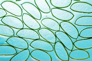 Aloe vera slice texture with gel on blue background. Medicinal plant. Flat lay. Top view. Natural...