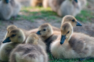 Baby goslings sitting together. 