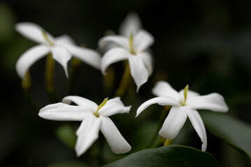 White Jasmine flowers