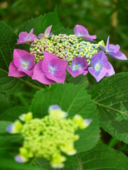 放水路土手に咲く紫の額紫陽花