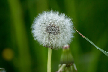 white dandelion on a background of green nature